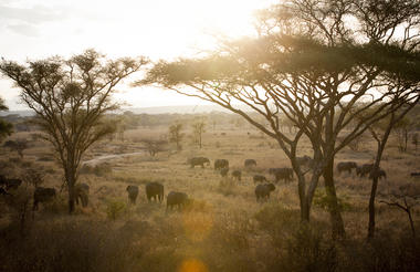 Oliver's Camp - Elephants in Tarangire National Park