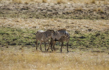 Elewana Collection Tarangire Treetops