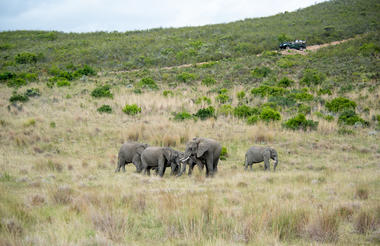 Game Drive 