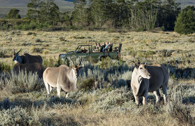 Game Drive 
