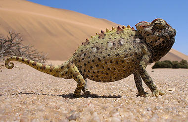 Namib Chameleon 