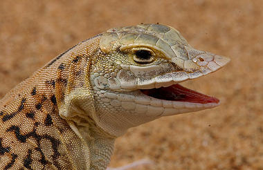 Lizard