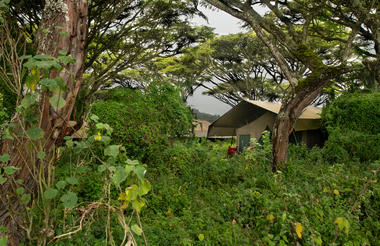 Rooms under the trees