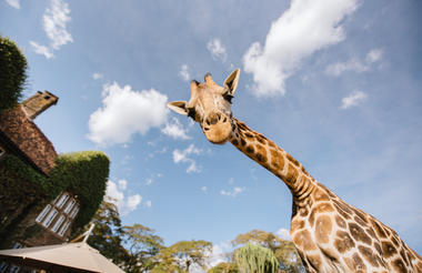 Giraffe Manor