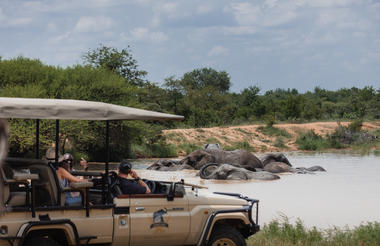 Elephant Swim