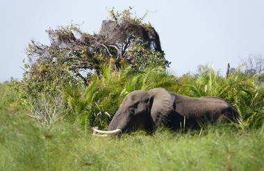 Elephant at Setari