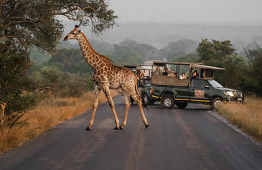 Kruger Park Safari Game Drives