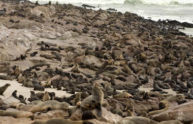 Seal Colony