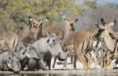 Ongava Game Reserve - waterhole