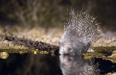 Ongava Game Reserve - porcupine at waterhole