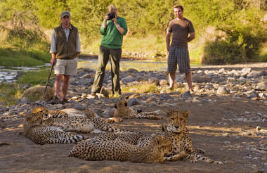Track wildlife on foot, including cheetah, rhino and aardvark