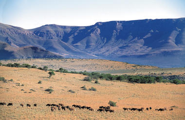 Explore plateau grasslands teeming with wildlife - our Samara Mara