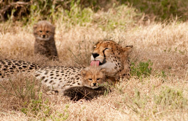 Samara is well-known for cheetah conservation and viewing