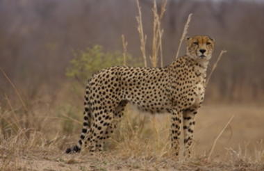 Cheetah are often seen on safari.