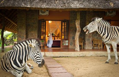 Zebras relaxing outside a Luxury room.