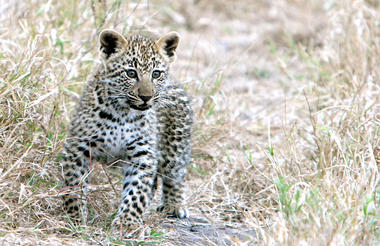 A curious leopard cub takes a closer look at our Land Cruiser in the Sabi Sand