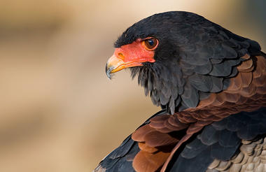 Batleur Eagle