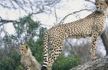 Cheetah wit cub