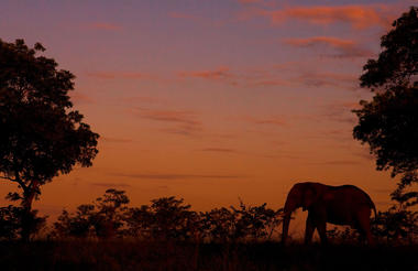 Elephant in sunset