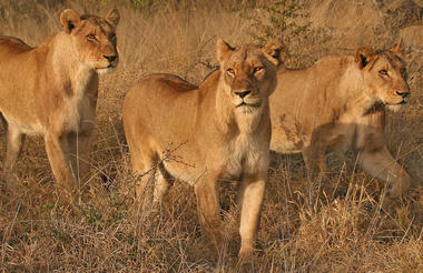 Lioness prowling