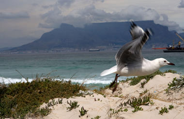 Seagull 