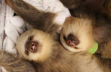 https://www.facebook.com/SlothSanctuaryCostaRica/photos/a.400128916724188/1868549056548826/?type=3&theater