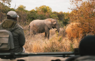 Simbavati Game Drive