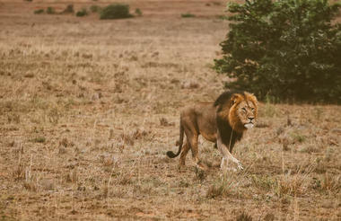 Lion