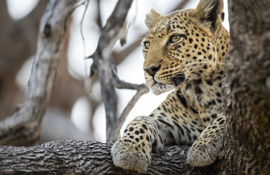 Cheetah