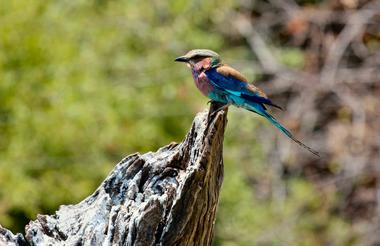 Chobe Day Trip 