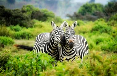 Chobe Day Trip 