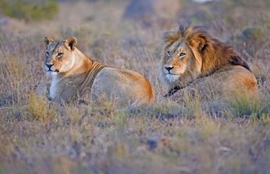 Amakhala Game Reserve Lions