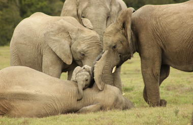 Amakhala Game Reserve 