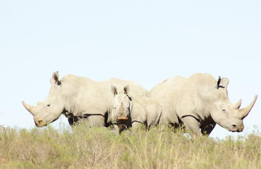 Amakhala Game Reserve 