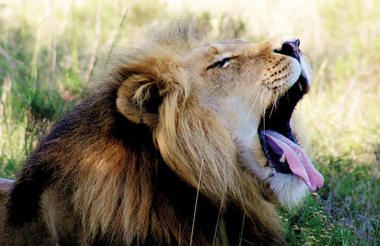 Pride partner of Lion Roars Group