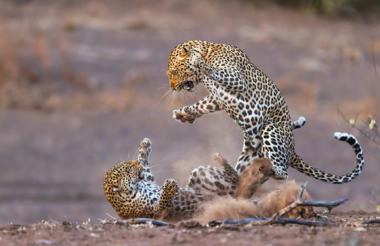 Leopard