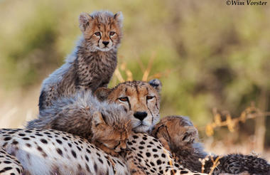 Mashatu Cheetahs