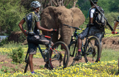 CycleMashatu elephant sighting