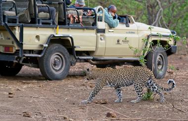 Mashatu Game Reserve Leopard Sighting