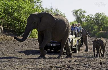Mashatu Game Reserve Elephants on Safari