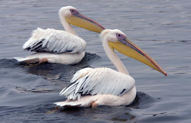 Pelicans 