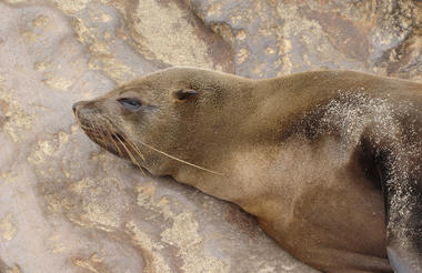 Seal Snoozing