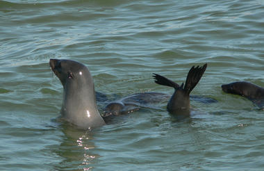 Seal Swimming