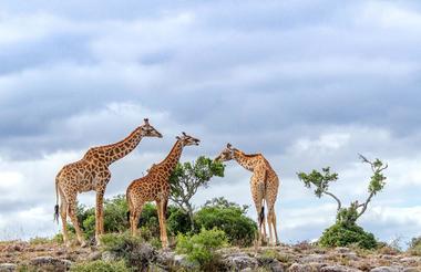 Interpretive Bush Walks at Kwandwe Private Game Reserve