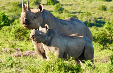 Rhino Monitoring Drive at Kwandwe Private Game Reserve