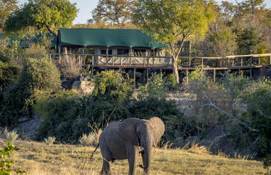 View of an elephant and the camp