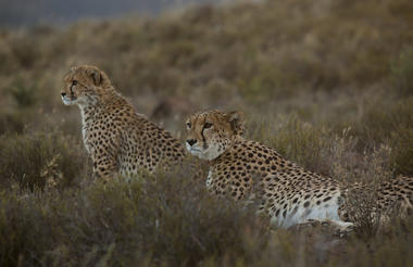 Guest have the opportunity to spot the endangered cheetah, for which Samara is well-known