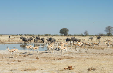 Leroo La Tau Nxai Pans Day Trip