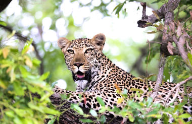 Leopard safari experiences 