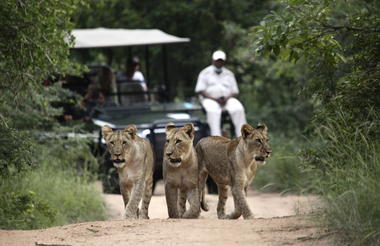 Big five safari experiences 